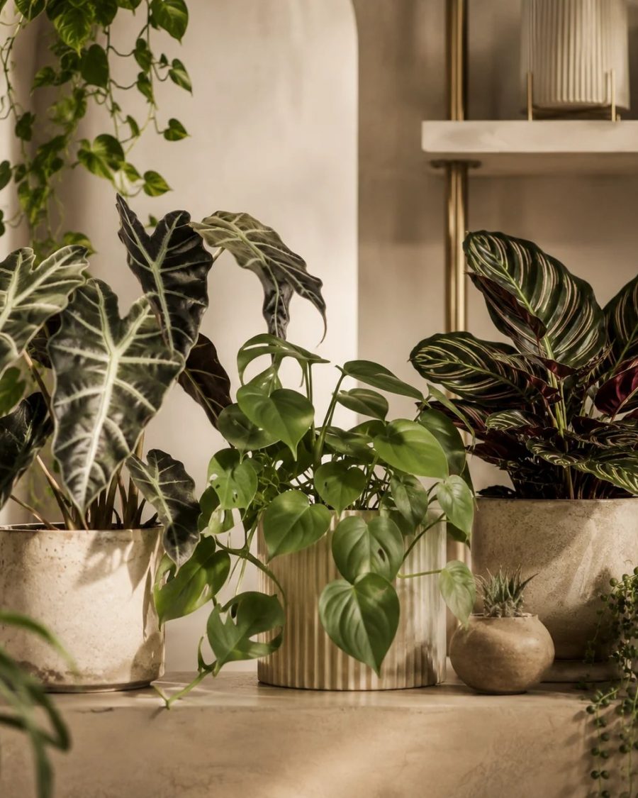 Alocasia