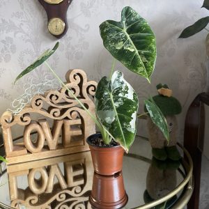 Alocasia  Frydek Variegata