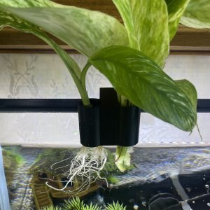 Fish tank propagation