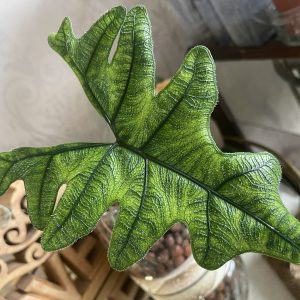 Alocasia  Jacklyn