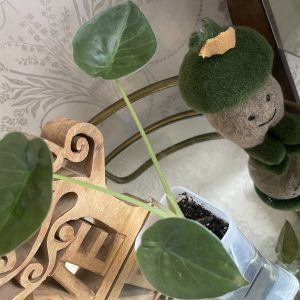 Alocasia Wentii pup