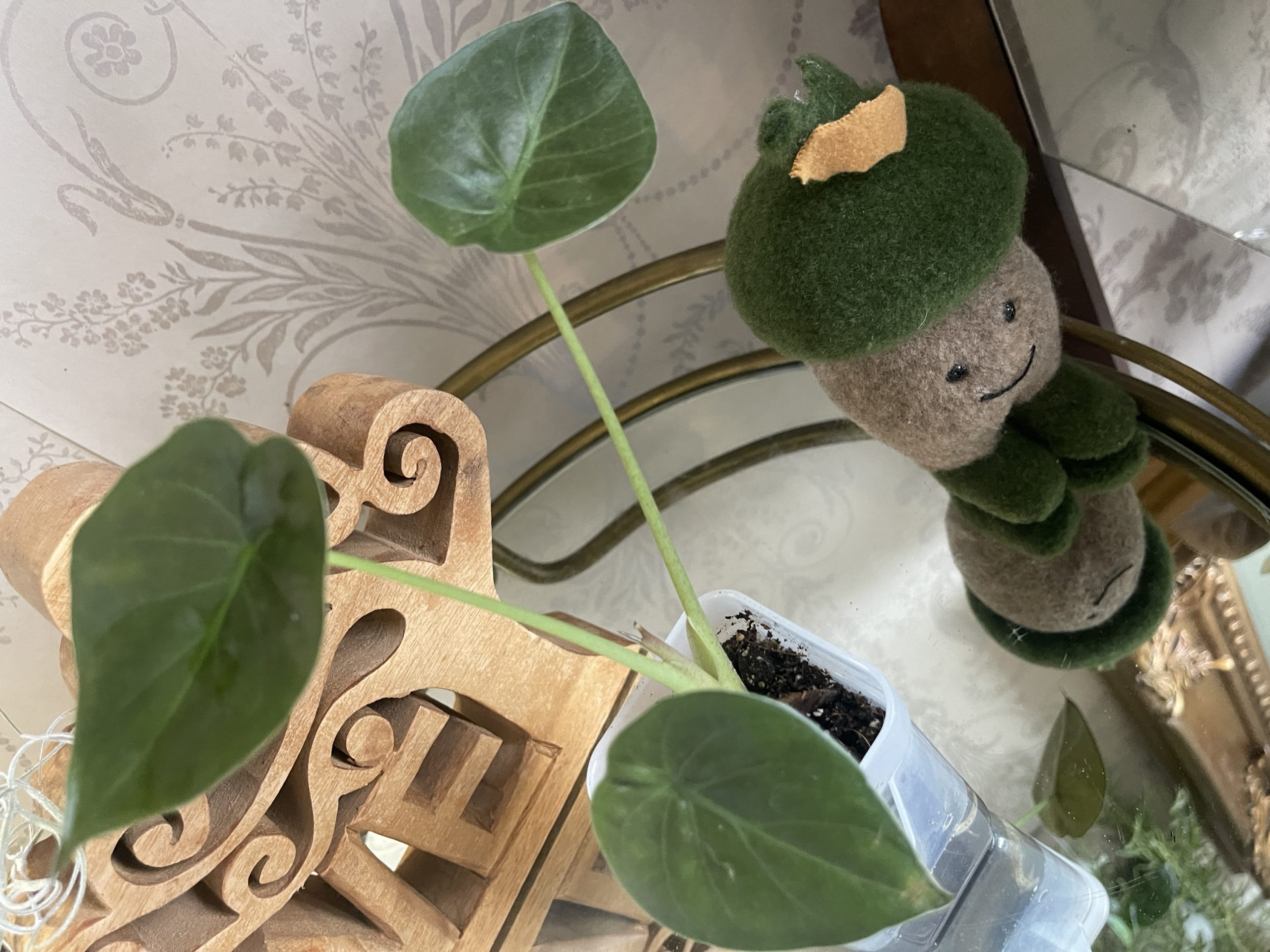 Alocasia Wentii pup