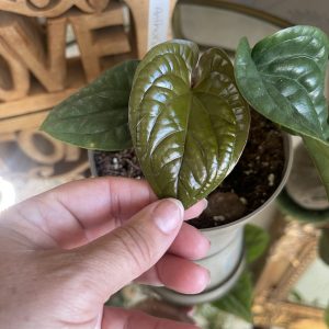 Anthurium luxurians