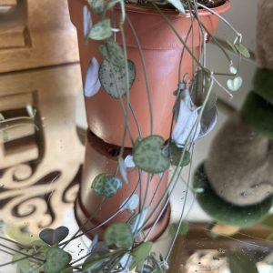 Ceropegia woodii String of Hearts