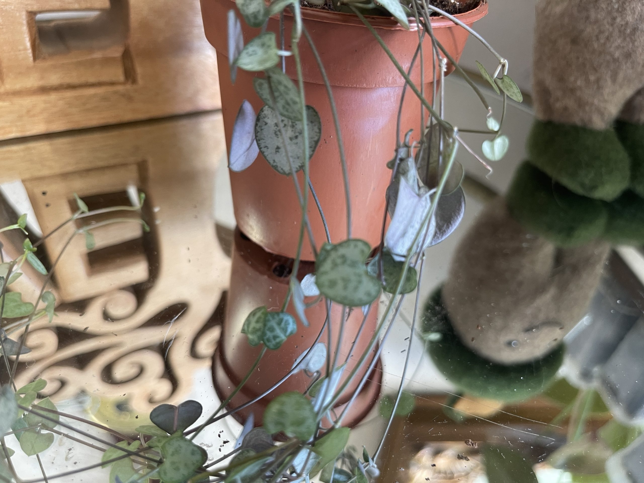 Ceropegia woodii String of Hearts