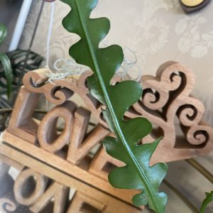 Epiphyllum anguliger 'Fishbone Cactus'