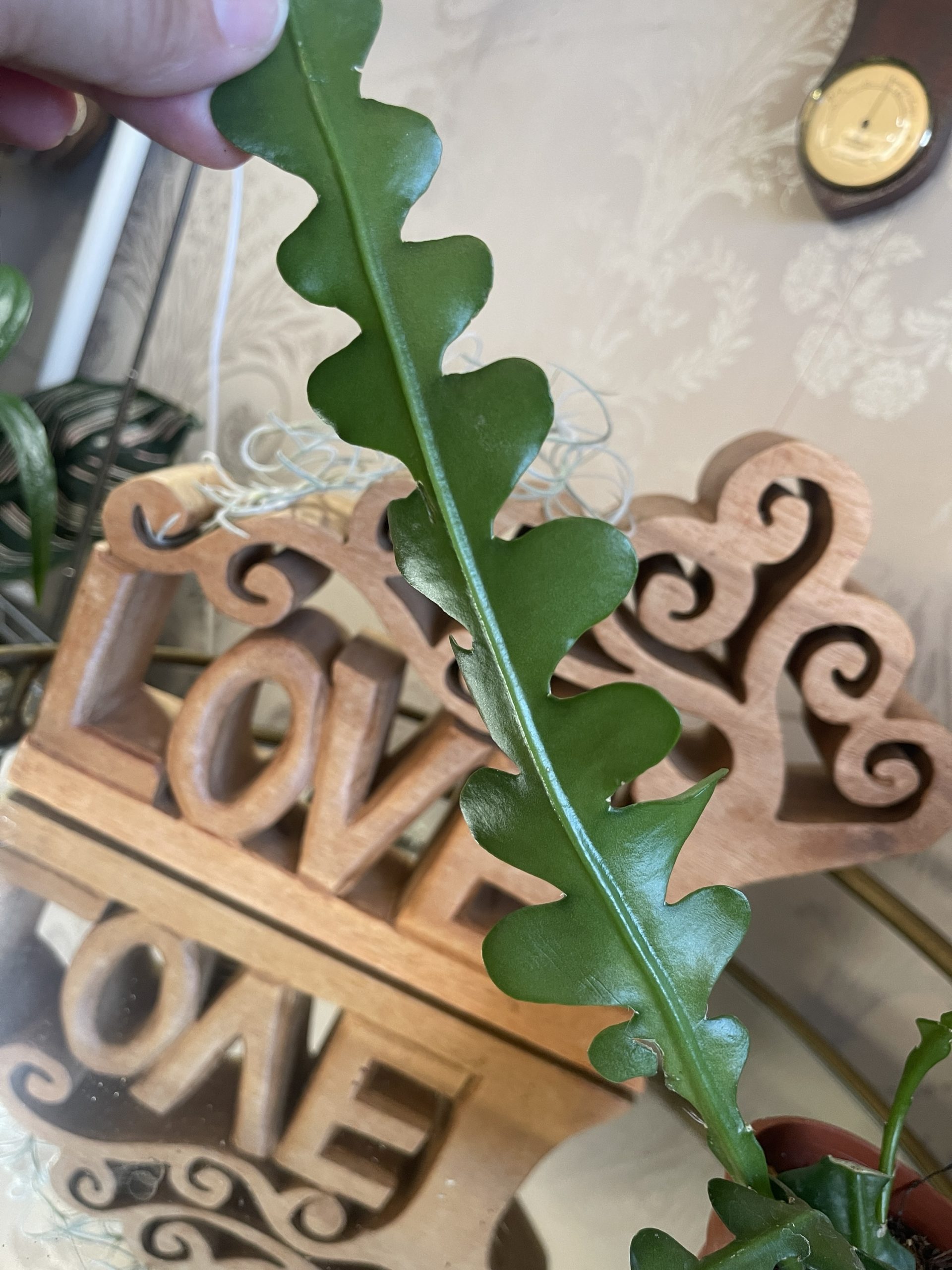 Epiphyllum anguliger 'Fishbone Cactus'