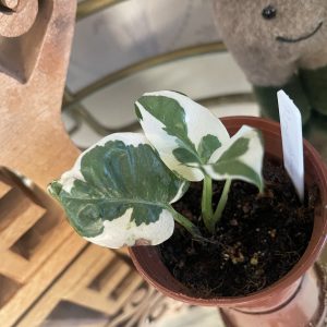 Epipremnum 'N'Joy'
