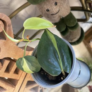 Philodendron scandens 'Brasil'