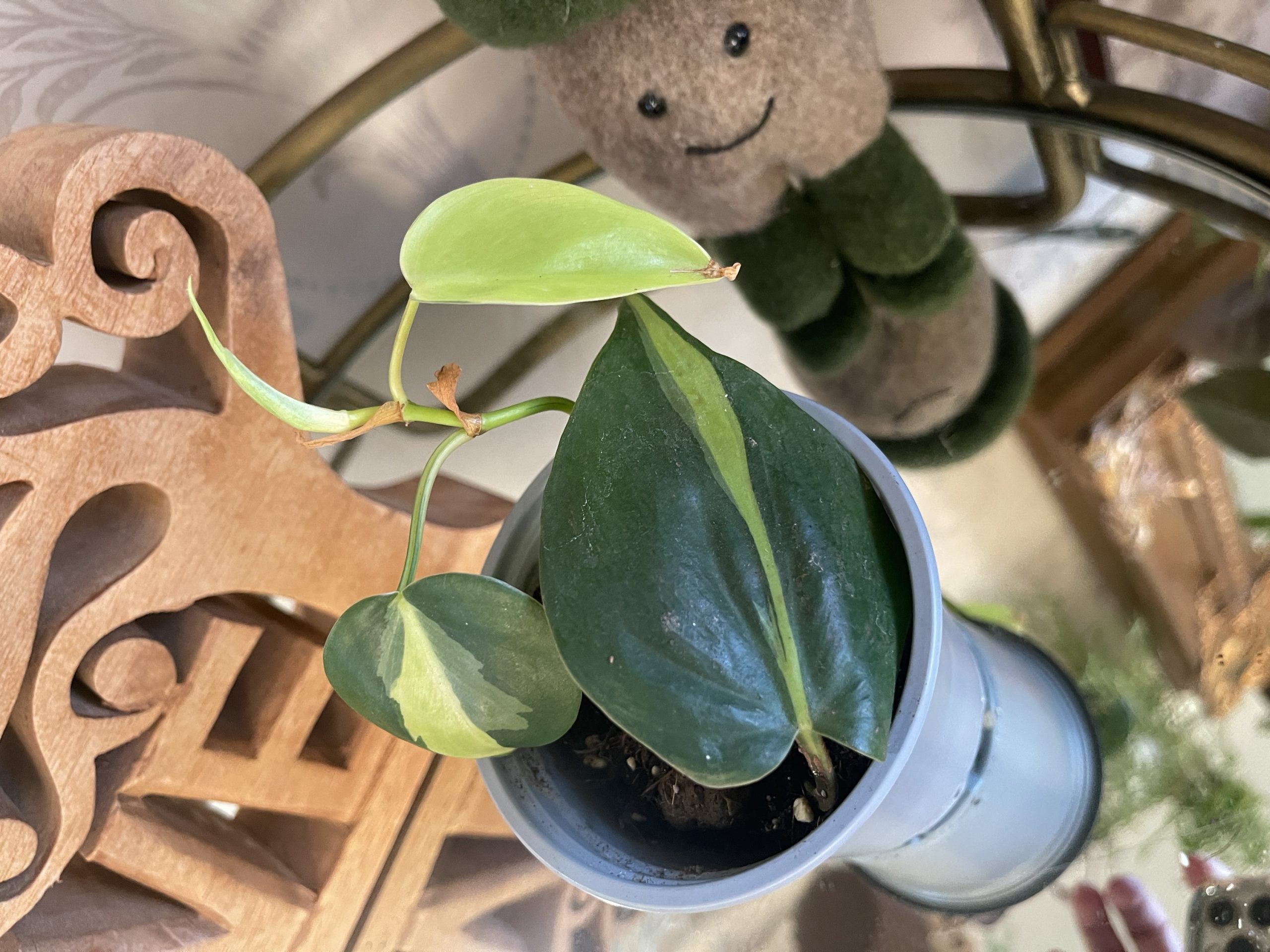 Philodendron scandens 'Brasil'