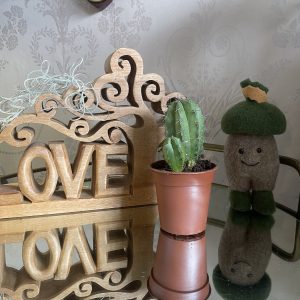 Polaskia chichipe | Chichipe Cacti