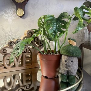 Monstera adansonii 'Monkey Mask' 30cm plant