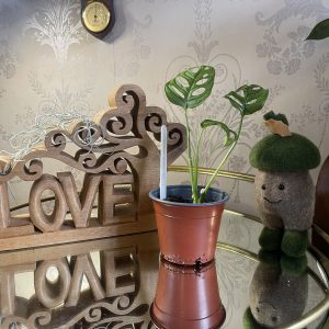 Monstera adansonii 'Monkey Mask' Baby plant 3 leaves