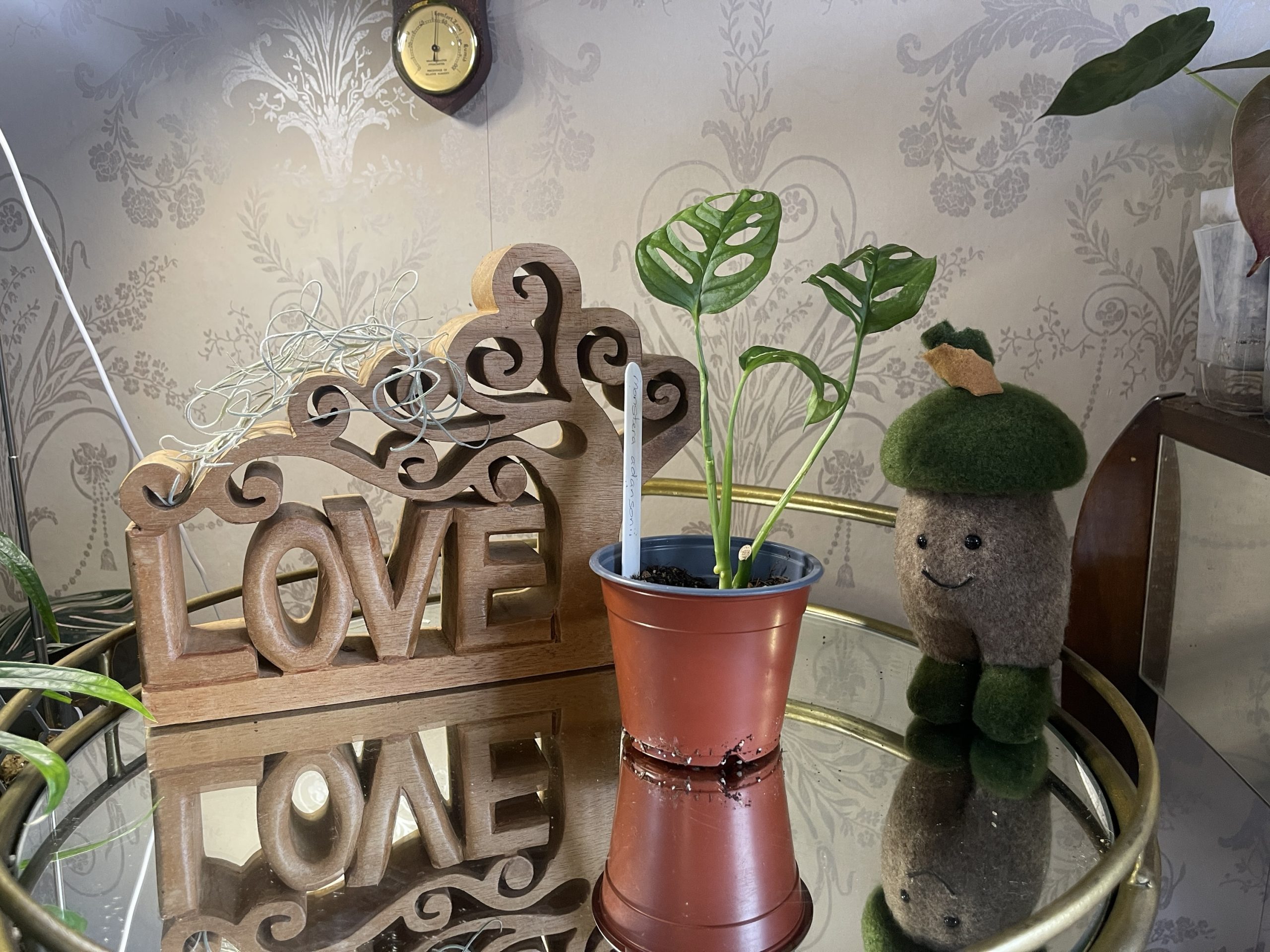 Monstera adansonii 'Monkey Mask' Baby plant 3 leaves