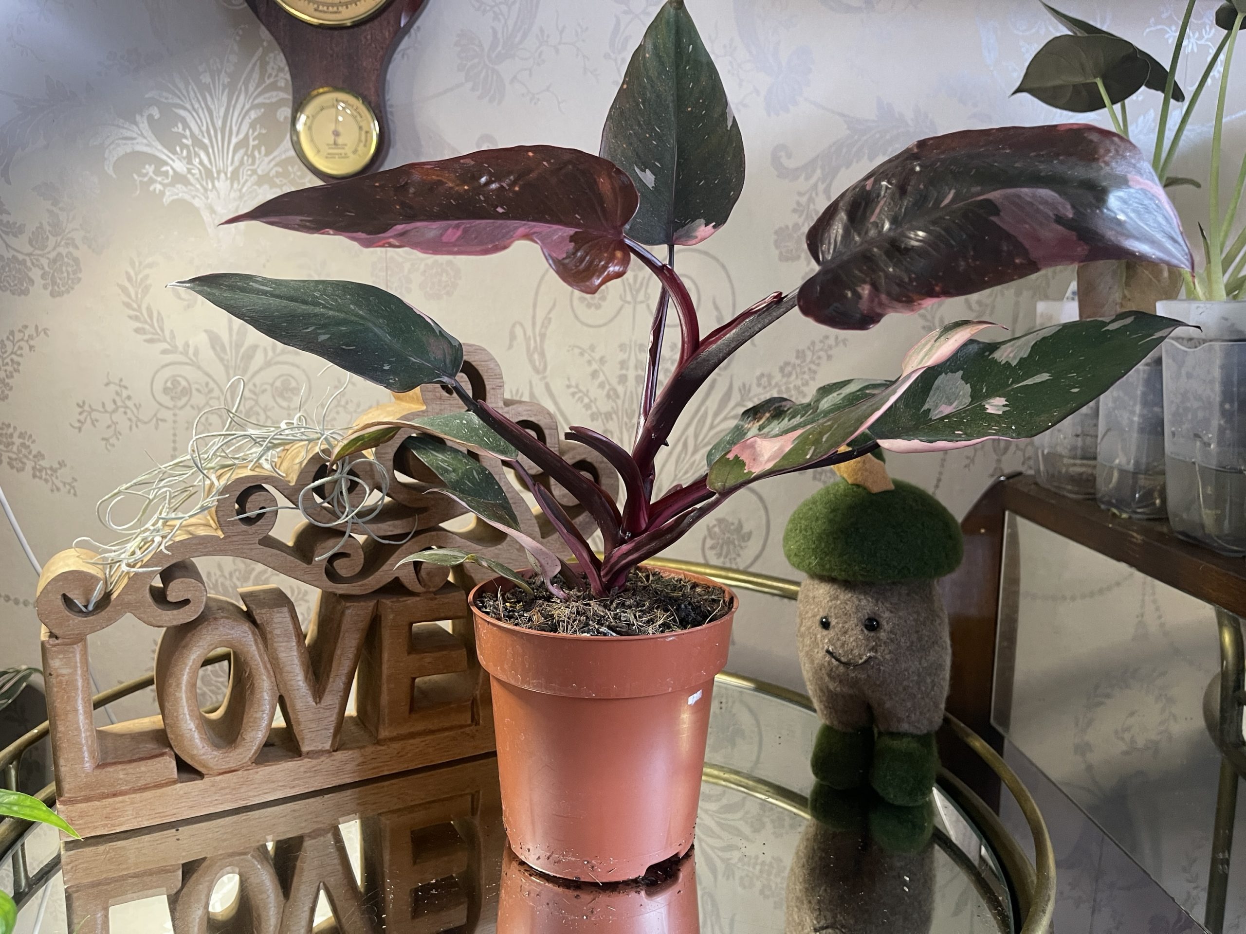 Philodendron Pink Princess 'Marble' - Image 2