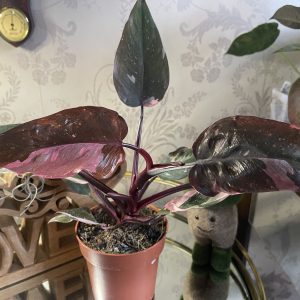 Philodendron Pink Princess 'Marble'