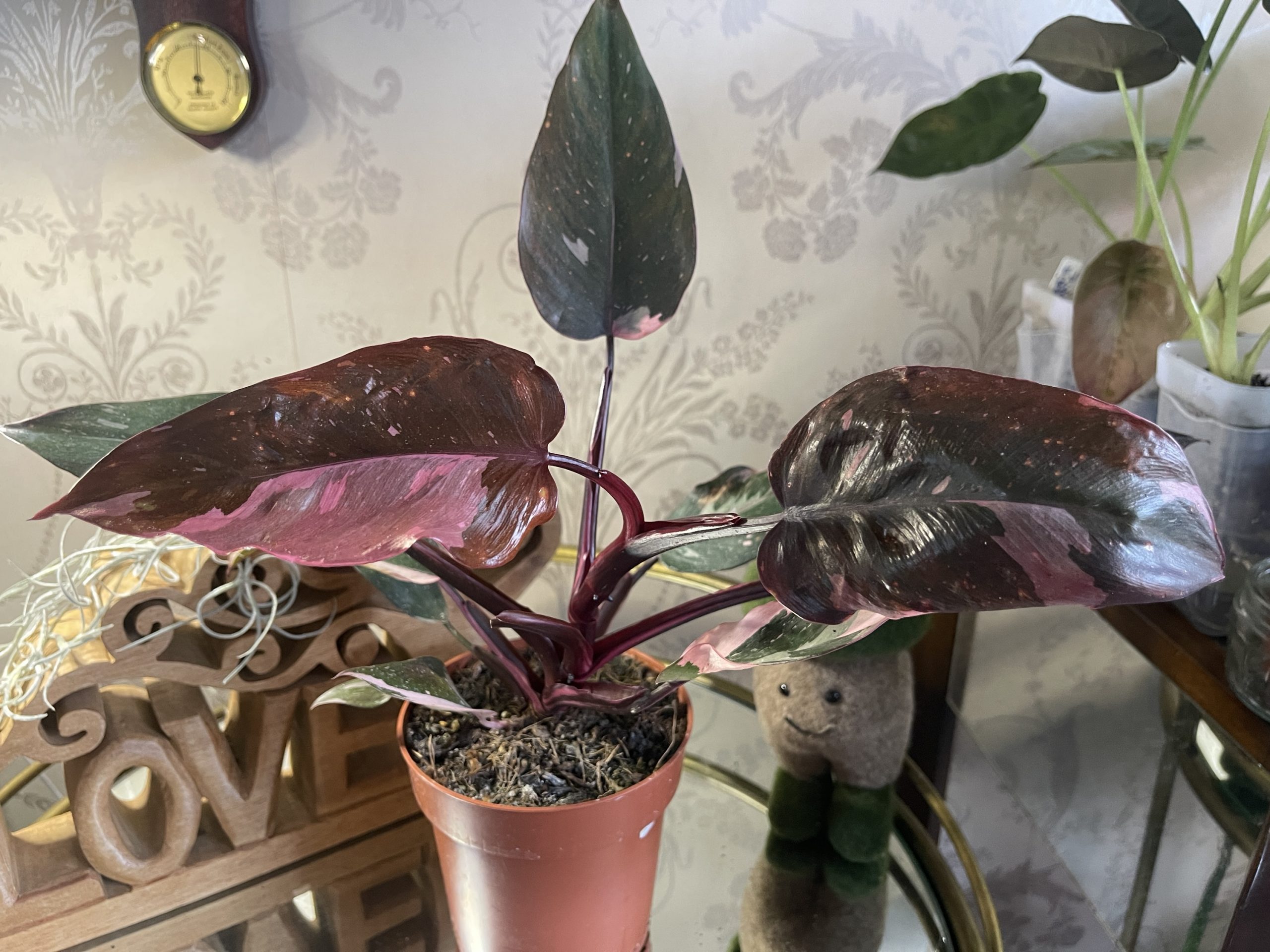 Philodendron Pink Princess 'Marble'