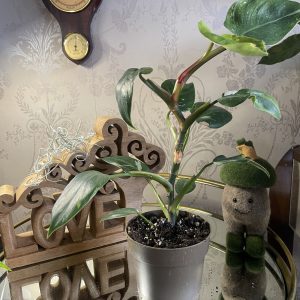 Philodendron White Princess