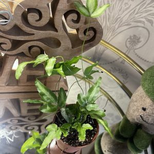 Silver Ribbon Fern (Pteris cretica 'Albolineata')