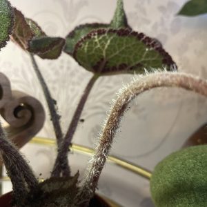 Iron Cross Begonia (Begonia masoniana)